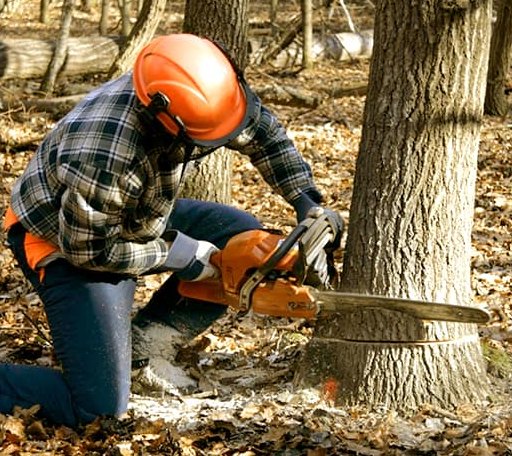 Tree Removal in Weimar, CA